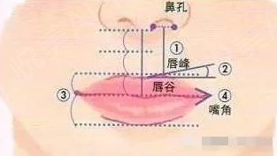 看下面这张标准唇形图 关键看唇珠 唇珠的位置虽然并不是非常明显