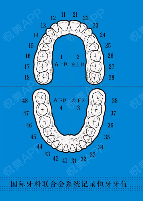 个位数表示牙的排列顺序,越靠近中线牙数字越小.