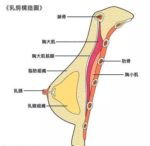 乳房的主要构成成员有 乳头, 乳腺组织, 脂肪, 胸大肌筋膜, 胸大肌